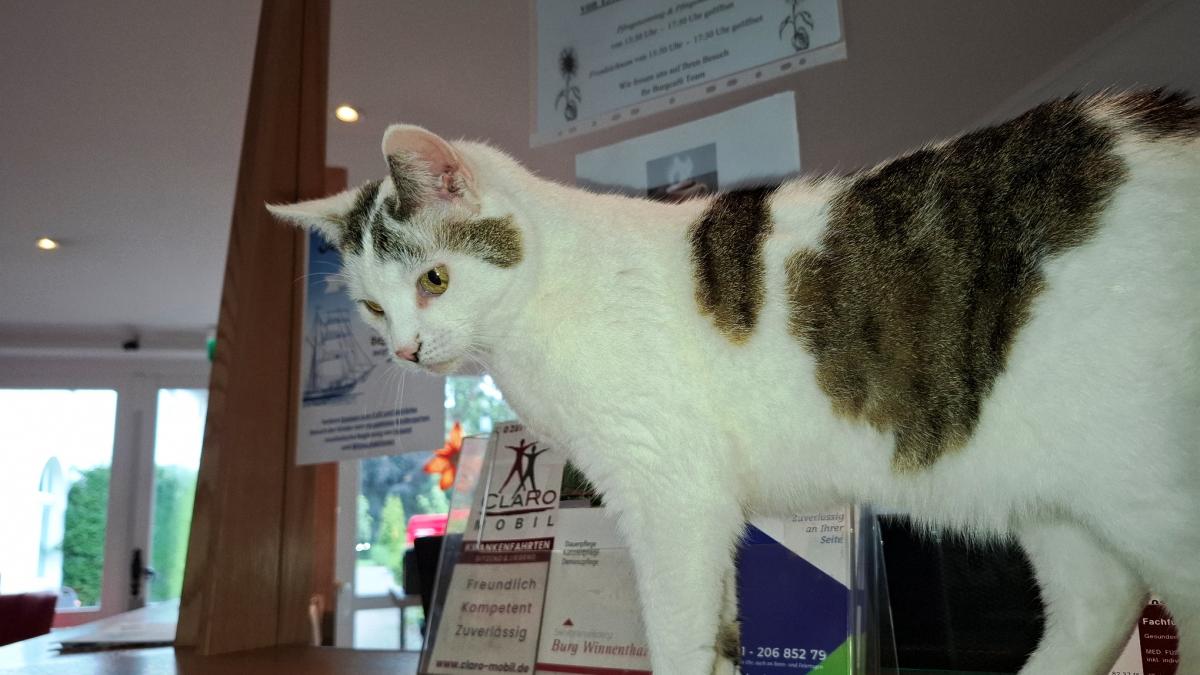 Kitty - Burg Winnenthal