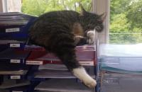 Cherry ist im Herrenhaus alt geworden