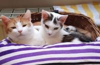 Jetta und Kitty waren unzertrennlich.